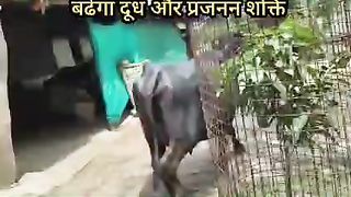 गाय/भैंस ब्याने के बाद पिलाएं यह टॉनिक बढेगा दूध