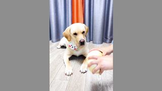 funny dog 15