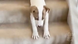Funniest Dog video 2023