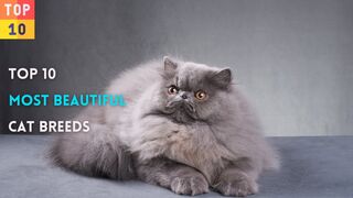 Топ-10 самых красивых пород кошек в мире