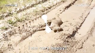 Try Not to Laugh CHALLENGE | 30 Minutes of Funny Dogs 6