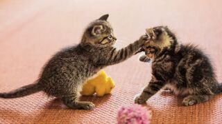 Most amazing funny cat video