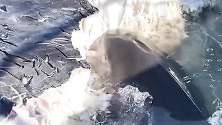 Animal 32