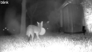 Funny | The Feisty Fox's Frisbee Folly | FunFM