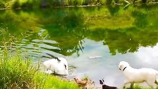 Funny | The Swan Stare-Down: "Stop Looking at Me!" | FunFM