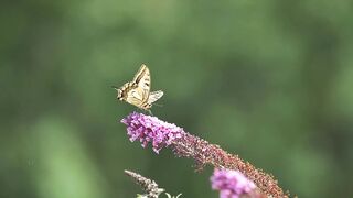 Butterfly Dovetail Insect free
