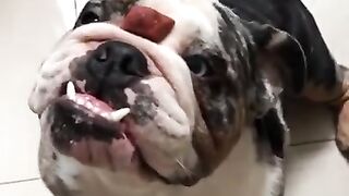 TikTok Compilation Funny Bulldog Short's video's