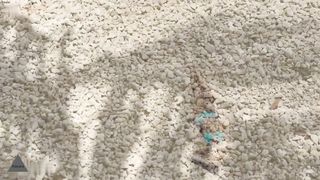 Beach Babes Showcase: Déjà Vu Remix Edition | Bikini Modeling-Alexara