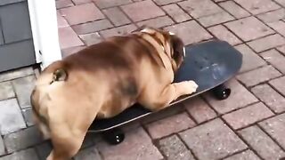 Bulldog love do the skate too much