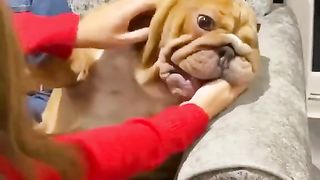 Playing with a cute English Bulldog