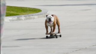 Skatboarding Bulldog