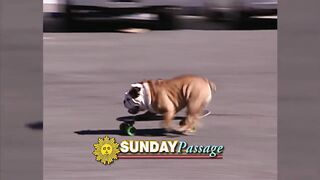 Tillmann The Bulldog Skatboarding