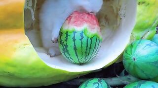Little White Rabbit Eating Watermelon