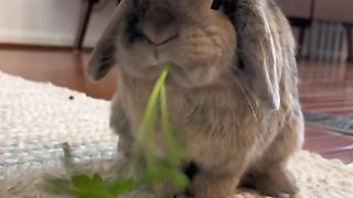 Rabbits can be cured by eating