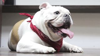 10 Things Only English Bulldog Dog Owners Understand