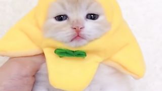 What a cute little kitten heals