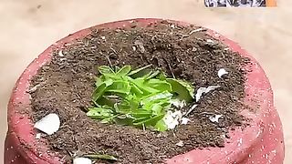 The simplest way to grow an Apple tree at home. simple and stress-free