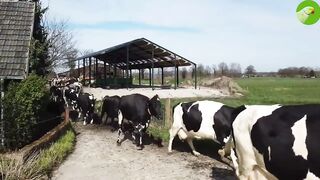 Milky cow