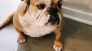 Cutest and Funniest BULLDOGS Compilation