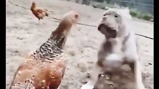 IBA MAGALIT ANG MANOK