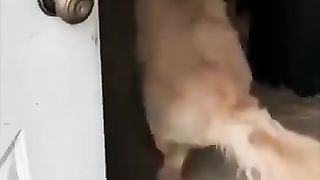 CUTIE PIG