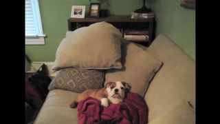 Bulldogs Are Awesome