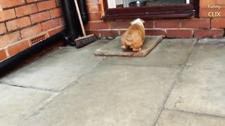 英国斗牛犬非常出色且友善 Bulldog are awesome and funny