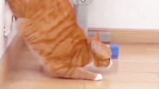 Video lucu kucing 2