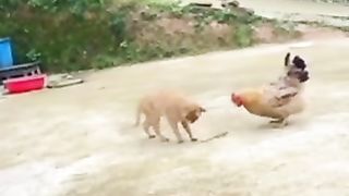 Kucing lucu 50