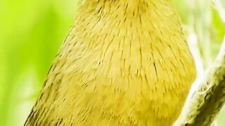 Burung 6