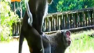 Monkey matting