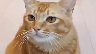 Seu gato caça ratos? a meu canta KKK