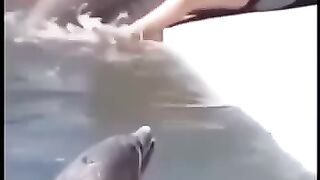 A funny pinguan video