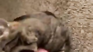 THIS is why cats bite their owners 2