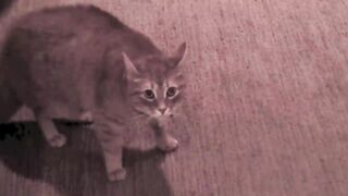 Friend's Cat Meows Aggressively, then Attacks