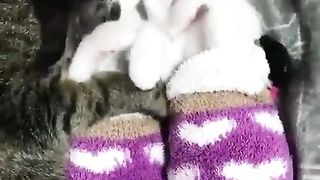 The cat which is close together, and sleeps