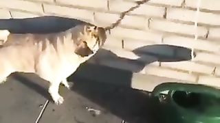 The dog which wants to drink the water of the shadow