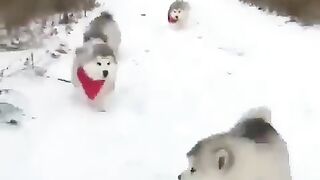 Running dogs