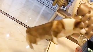 The dog which strengthens an arm