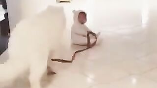 The world's most cute walk