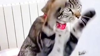 Le chat , incroyable animal domestique