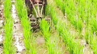 Creative Farmer 2