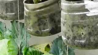 Plant using bottles