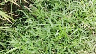 Sawah 4