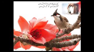 Shikwa|Allama Iqbal best and famous poem in Urdu|Iqbal Shayari|Iqbal poetry|iqbal best nazam-Shikwa