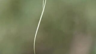 Wow , ،It will be interesting to see how a bird builds its nest