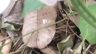 Animal flowers 8