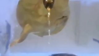 Super Funny animals videos ????