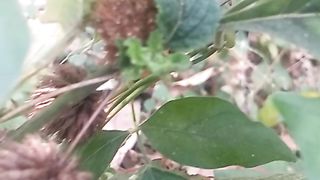 Animal flowers 9