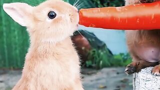 See the love of the dog with the rabbit .